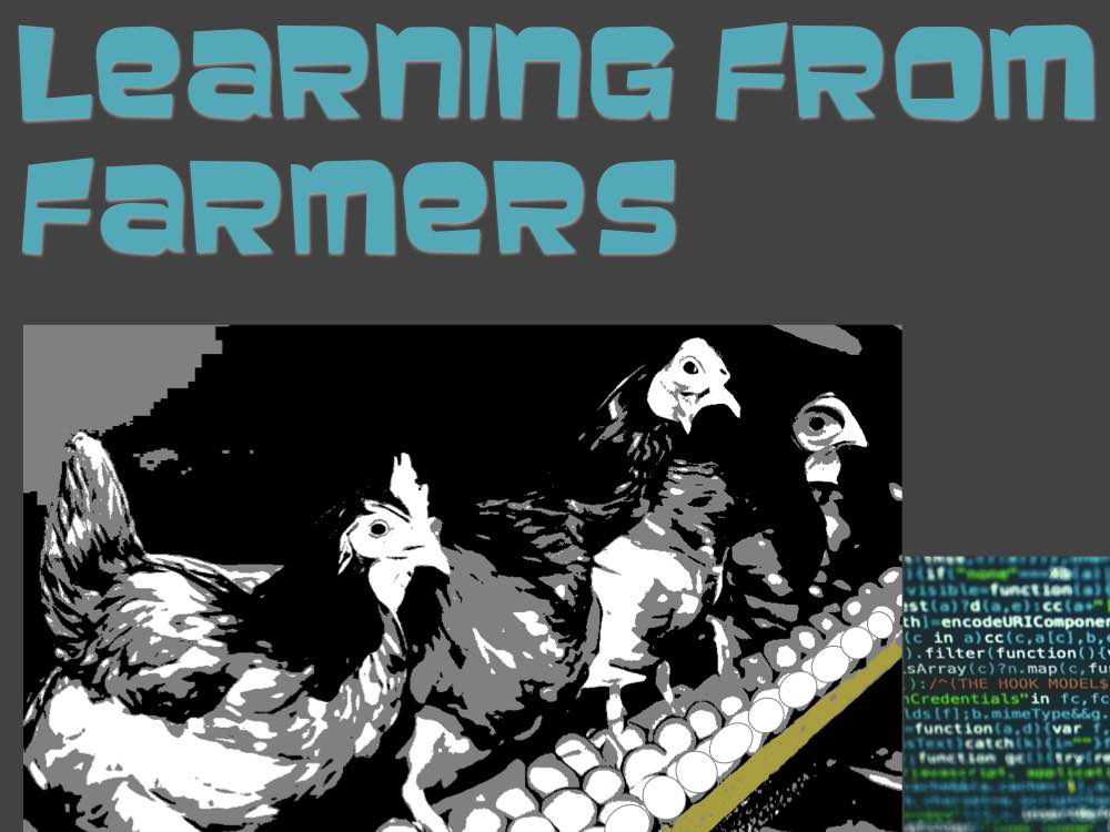 Hühner in einer industriellen Eierproduktion