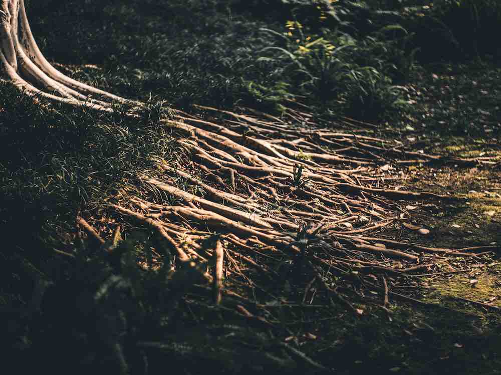 Abbildung einer rhizomatischen Wurzelstruktur